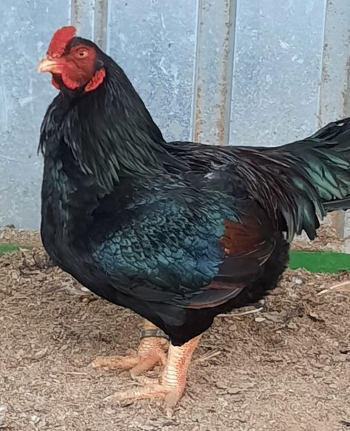  - Combatant indian talie mare Matca 2021