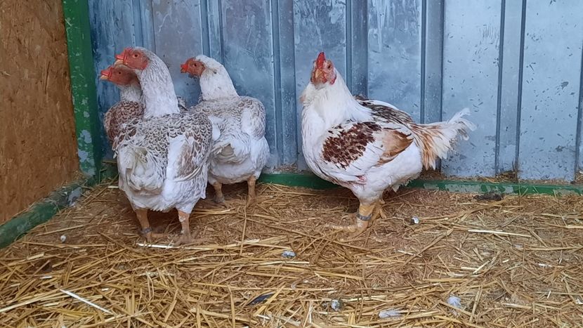  - Combatant indian talie mare Matca 2021