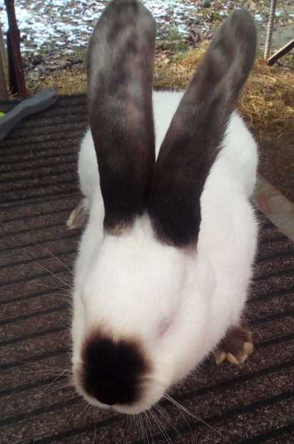  - URIAS DE TRANSILVANIA