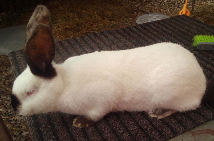  - URIAS DE TRANSILVANIA