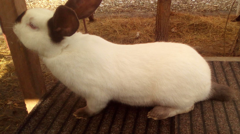  - URIAS DE TRANSILVANIA