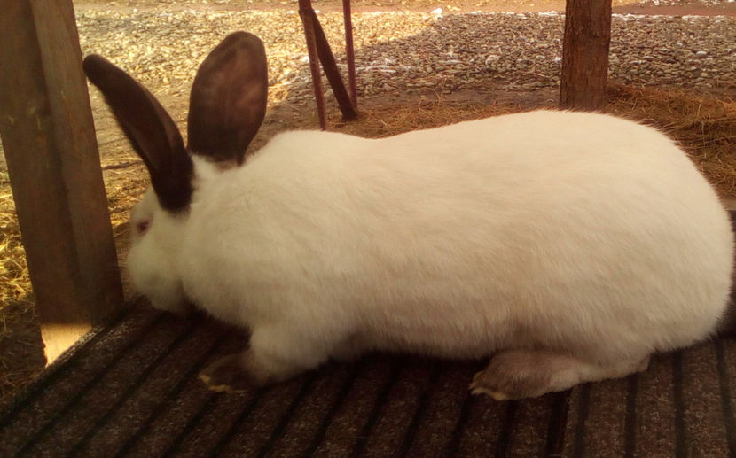  - URIAS DE TRANSILVANIA