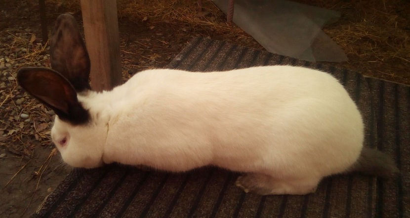  - URIAS DE TRANSILVANIA