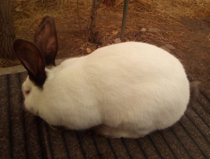  - URIAS DE TRANSILVANIA