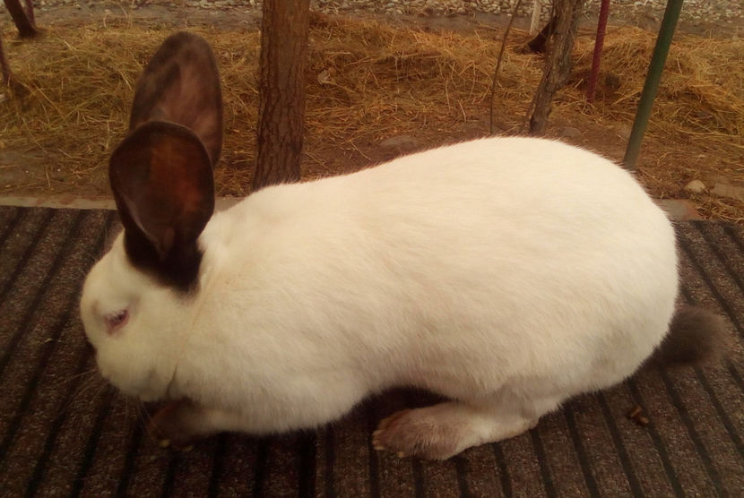  - URIAS DE TRANSILVANIA