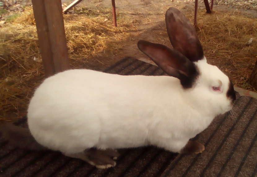  - URIAS DE TRANSILVANIA