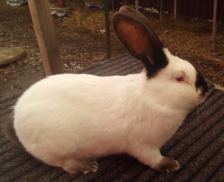  - URIAS DE TRANSILVANIA