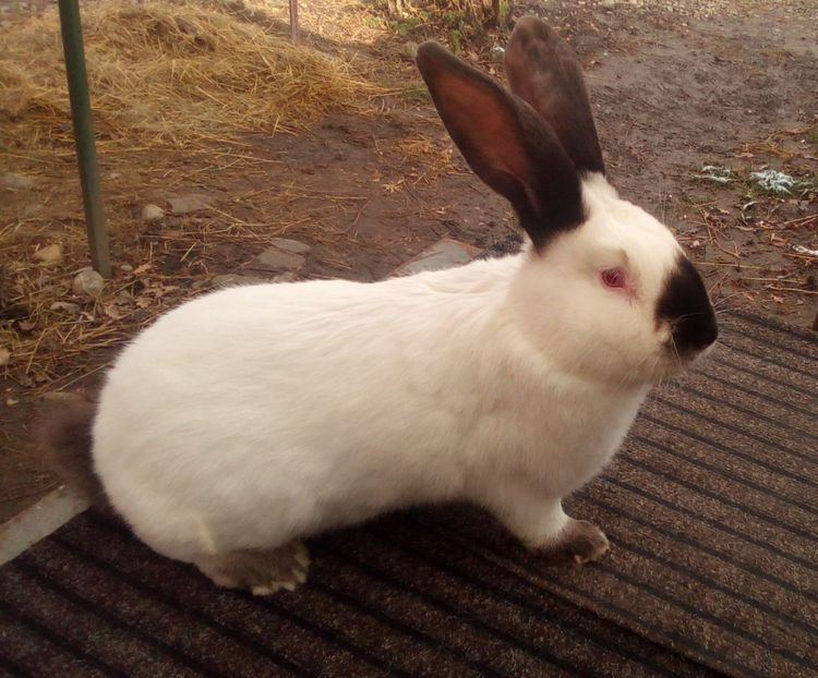  - URIAS DE TRANSILVANIA