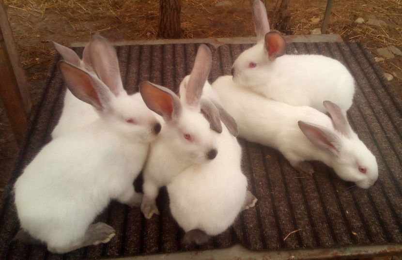  - URIAS DE TRANSILVANIA