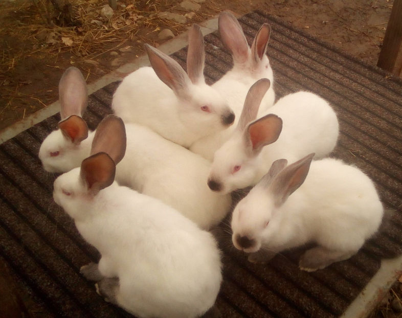  - URIAS DE TRANSILVANIA