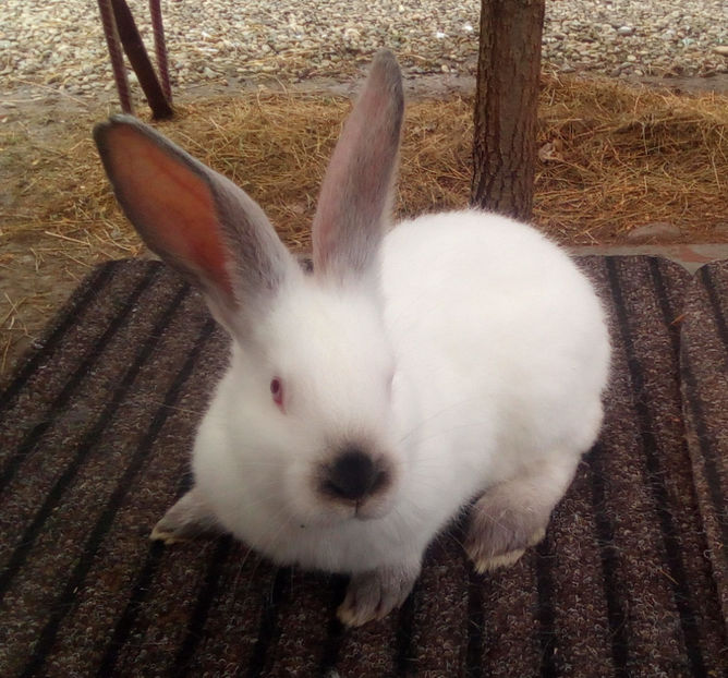  - URIAS DE TRANSILVANIA