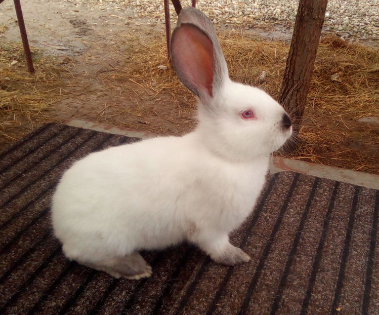  - URIAS DE TRANSILVANIA