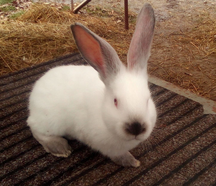  - URIAS DE TRANSILVANIA