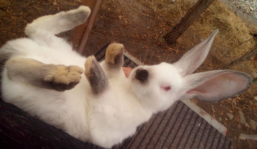  - URIAS DE TRANSILVANIA