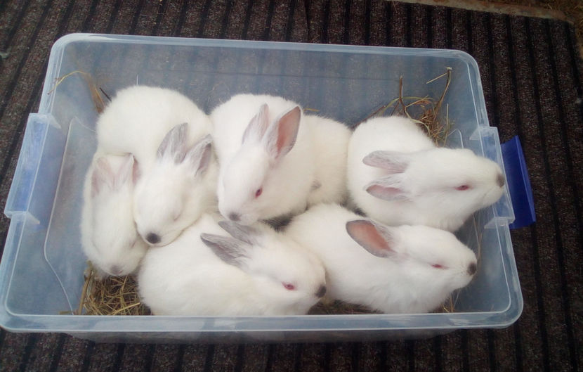  - URIAS DE TRANSILVANIA