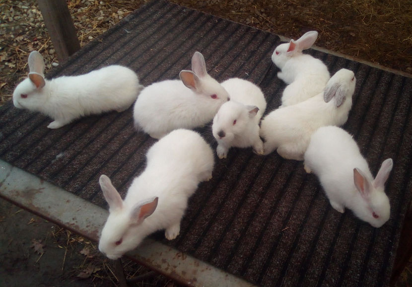  - URIAS DE TRANSILVANIA