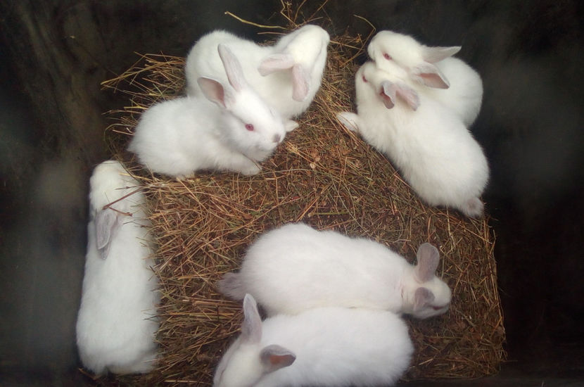  - URIAS DE TRANSILVANIA