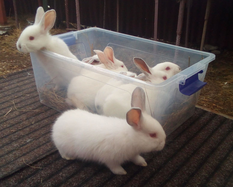  - URIAS DE TRANSILVANIA