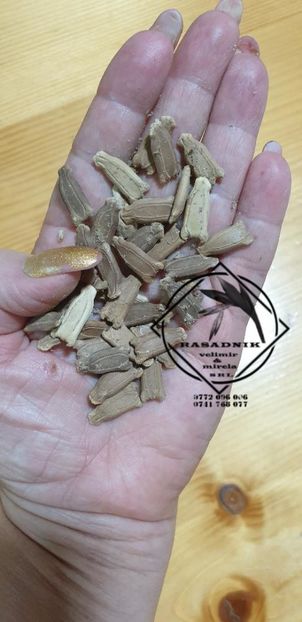 dovleac la metru5 - SEMINTE DOVLEAC la METRU