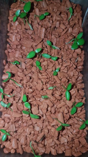 1 luna - 0 Hoya din semințe