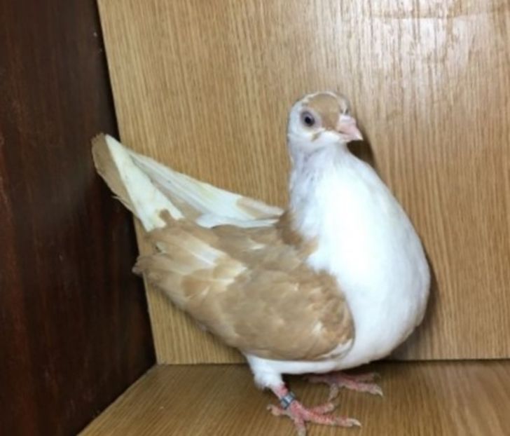 23066  femelă  2020 - Plecați ALBUM 3