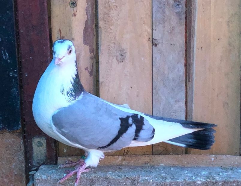 6864  femelă  2019 - Plecați ALBUM 3