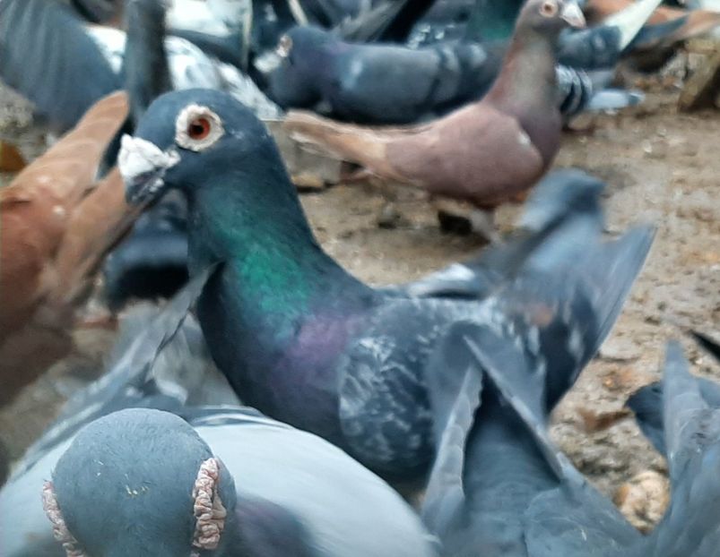  - VOIAJORI STIL VECHI SI  VOIAJORI DE FRUMUSETE