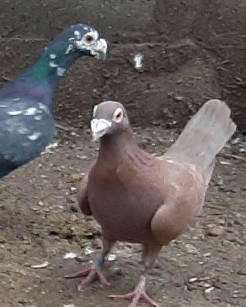  - VOIAJORI STIL VECHI SI  VOIAJORI DE FRUMUSETE