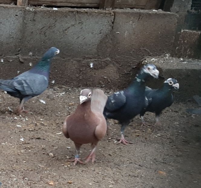  - VOIAJORI STIL VECHI SI  VOIAJORI DE FRUMUSETE