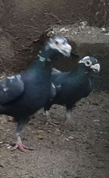  - VOIAJORI STIL VECHI SI  VOIAJORI DE FRUMUSETE