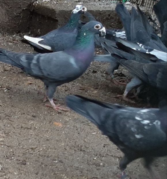  - VOIAJORI STIL VECHI SI  VOIAJORI DE FRUMUSETE