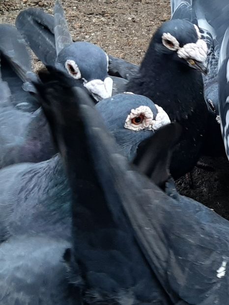  - VOIAJORI STIL VECHI SI  VOIAJORI DE FRUMUSETE