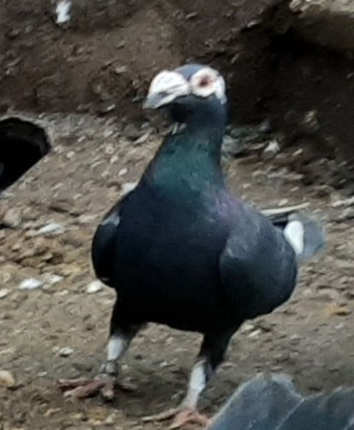  - VOIAJORI STIL VECHI SI  VOIAJORI DE FRUMUSETE