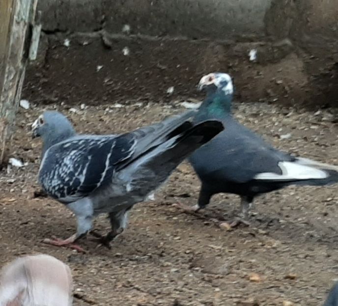  - VOIAJORI STIL VECHI SI  VOIAJORI DE FRUMUSETE