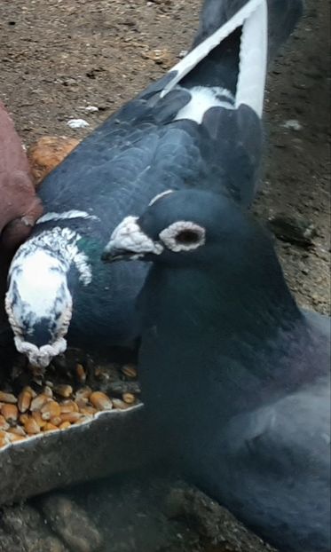  - VOIAJORI STIL VECHI SI  VOIAJORI DE FRUMUSETE