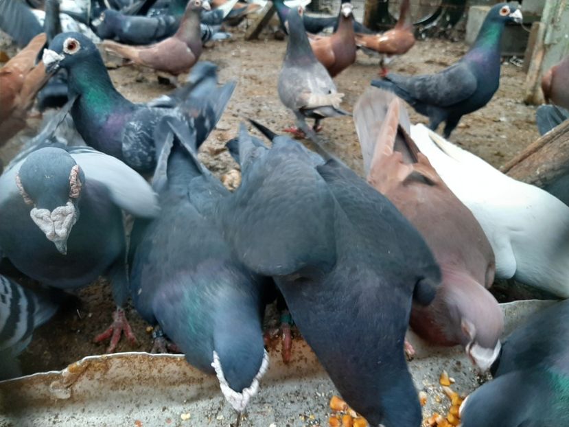  - VOIAJORI STIL VECHI SI  VOIAJORI DE FRUMUSETE