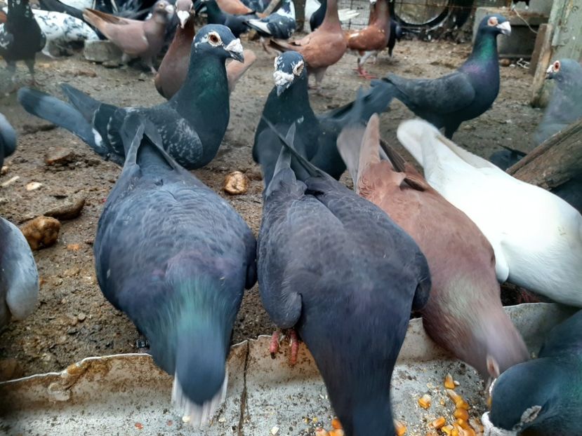  - VOIAJORI STIL VECHI SI  VOIAJORI DE FRUMUSETE