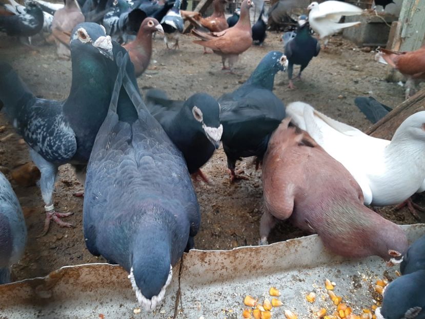  - VOIAJORI STIL VECHI SI  VOIAJORI DE FRUMUSETE