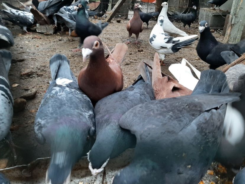  - VOIAJORI STIL VECHI SI  VOIAJORI DE FRUMUSETE