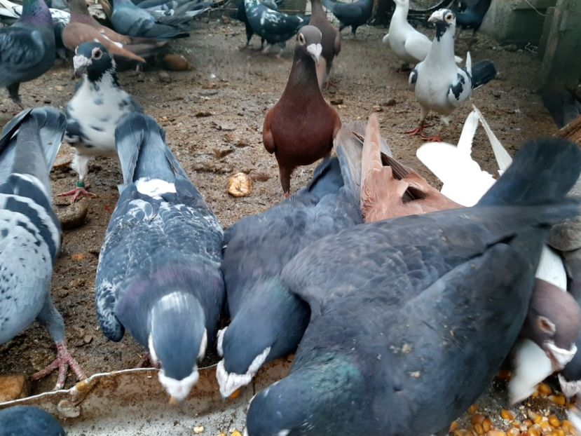  - VOIAJORI STIL VECHI SI  VOIAJORI DE FRUMUSETE