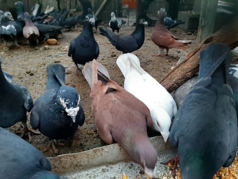  - VOIAJORI STIL VECHI SI  VOIAJORI DE FRUMUSETE