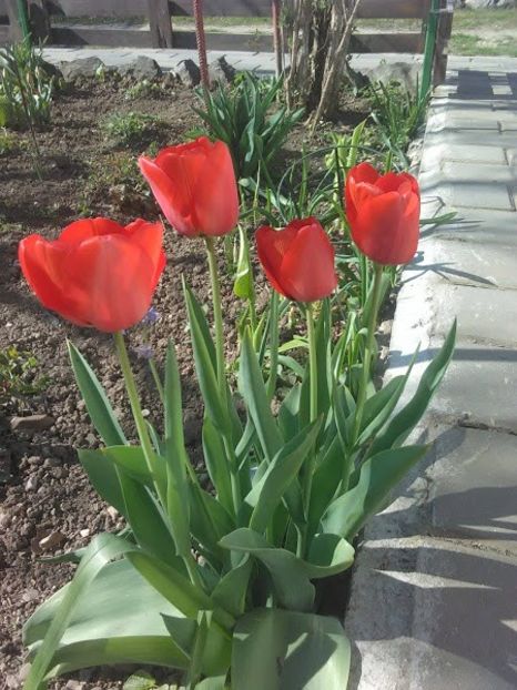 IMG-20200402-WA0006 - Lalele