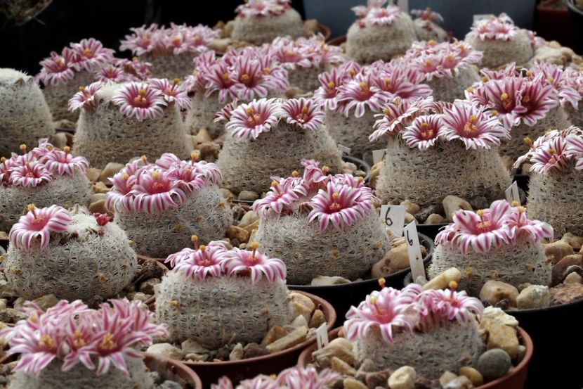 Mammillaria hermosana - Whish list pentru viata urmatoare2