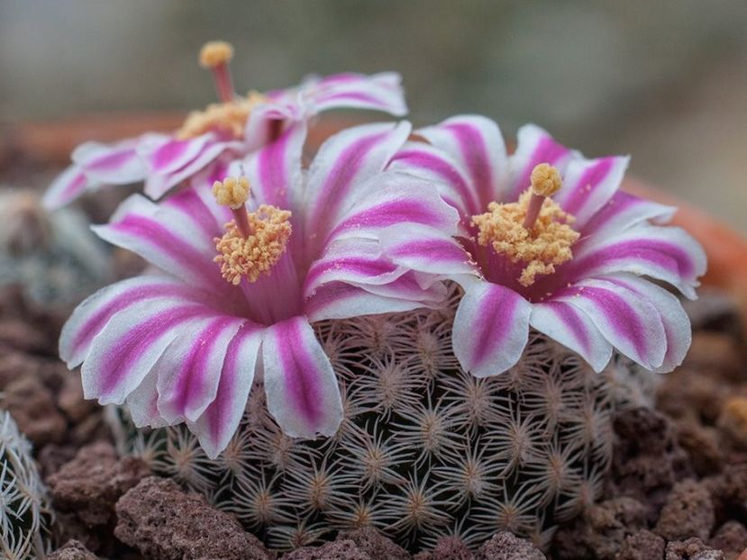 Mammillaria hermosana - Whish list pentru viata urmatoare2
