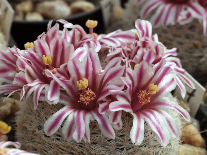Mammillaria hermosana - Whish list pentru viata urmatoare2