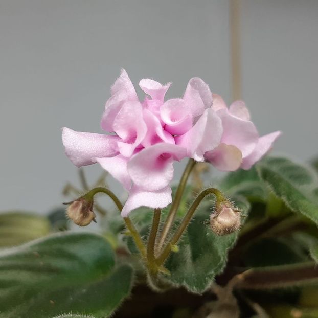 poza net - DS Wisteria