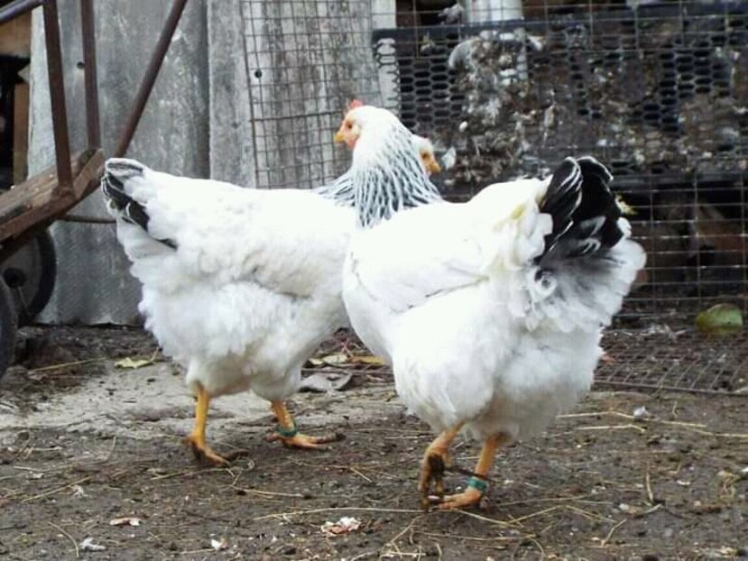  - 7 Plymouth rock Columbian 2018 -2021