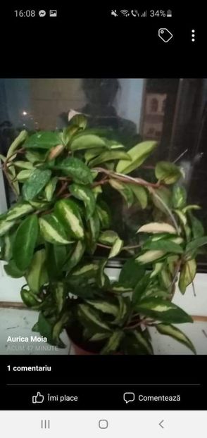 H. Princesreceived_1177650102649562 - Hoia