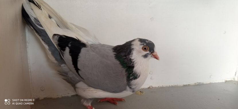  - PORUMBEI CARE MI AU APARTINUT