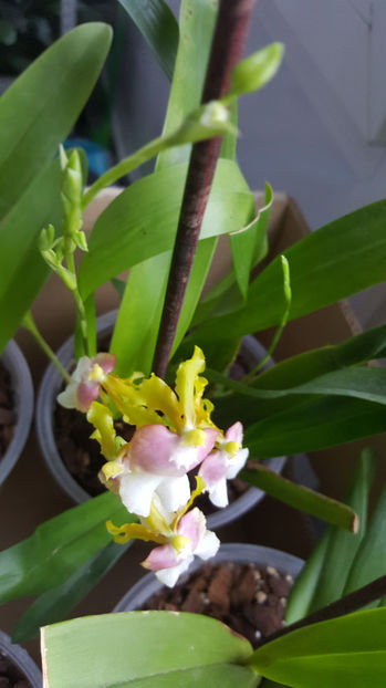 oncidesa "PupukeaSunset" - Orhidee_4_simpodiale cu pseudobulbi